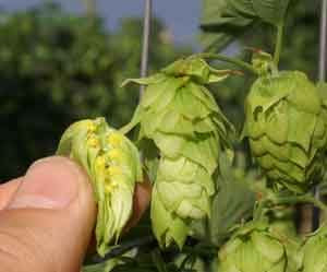 Galaxy and Nelson – How Much is Too Much to be Spending on Your Hop Supply?
