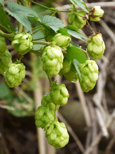 Thinking Outside the Box With Your Fresh Hop Brew