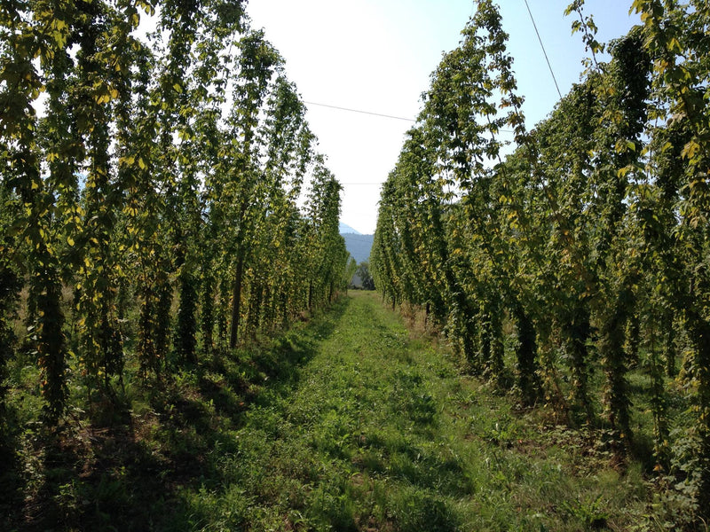 Our Recent Article In sommbeer.com About Hop Usage...