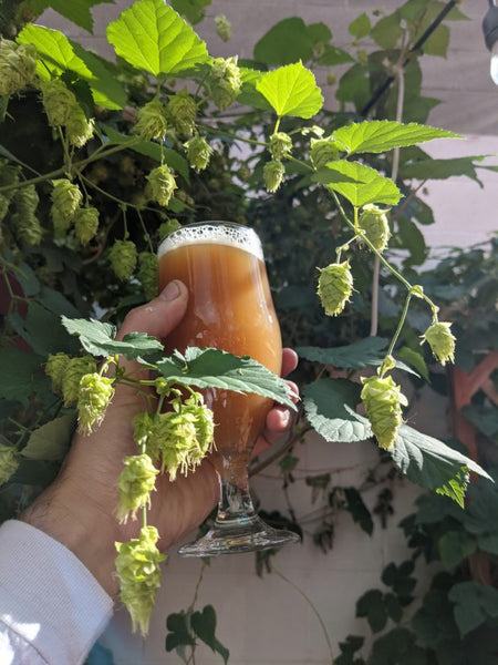 LOOK OUT FOR THESE TASTY B.C. FRESH HOP CRAFT BEERS THIS FALL (Growler Article)