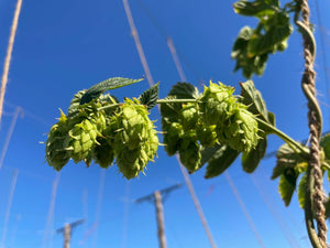 Wildfires and Hop Harvest