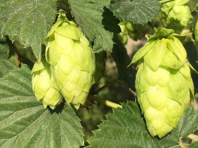 Northwest Hop Farms In The News